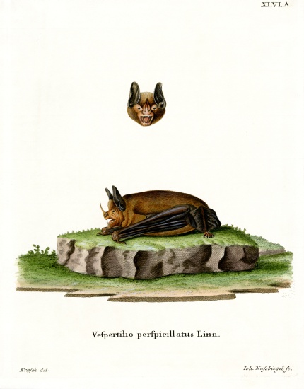 Seba's Short-tailed Bat à École allemande, (19ème siècle)