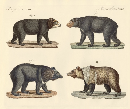 Several bears found à École allemande, (19ème siècle)