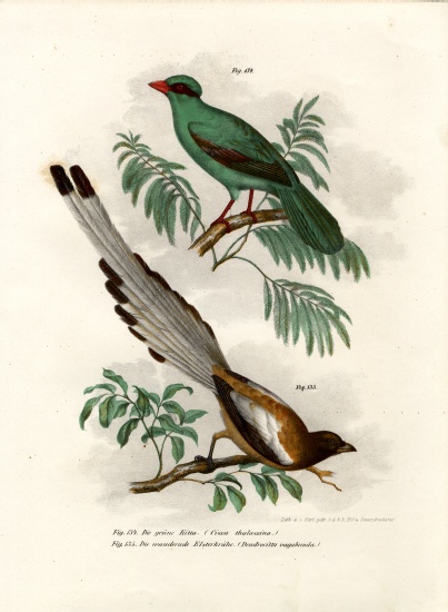 Short-tailed Green Magpie à École allemande, (19ème siècle)