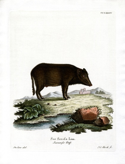 Siamese Wild Boar à École allemande, (19ème siècle)