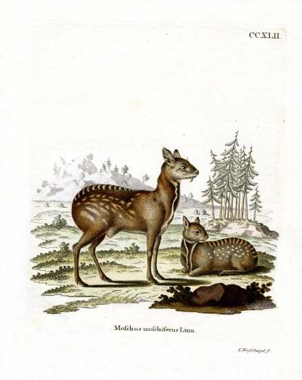 Siberian Musk Deer à École allemande, (19ème siècle)