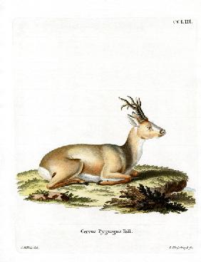 Siberian Roe Deer