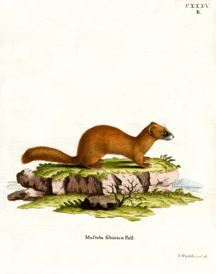 Siberian Weasel à École allemande, (19ème siècle)