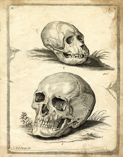 Skulls à École allemande, (19ème siècle)