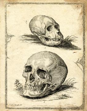 Skulls