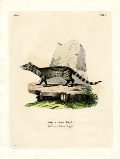 Small Indian Civet à École allemande, (19ème siècle)
