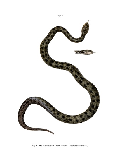 Smooth Snake à École allemande, (19ème siècle)
