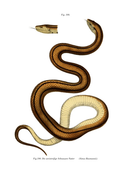 Snake à École allemande, (19ème siècle)