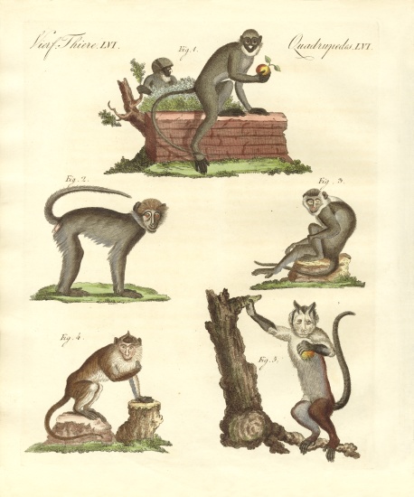 Some kinds of monkeys à École allemande, (19ème siècle)