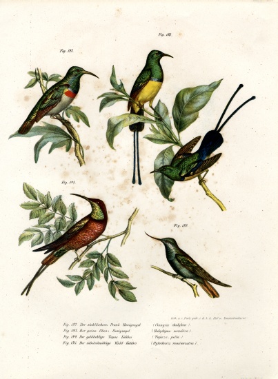 Southern Double-collared Sunbird à École allemande, (19ème siècle)