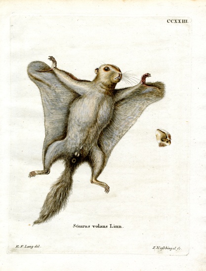 Southern Flying Squirrel à École allemande, (19ème siècle)