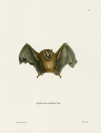 Southern Little Yellow-eared Bat à École allemande, (19ème siècle)