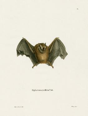 Southern Little Yellow-eared Bat