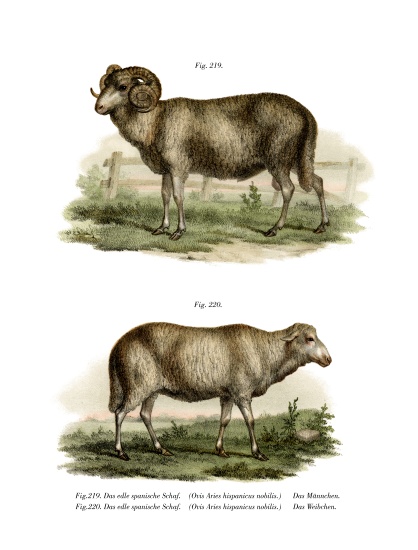 Spanish Sheep à École allemande, (19ème siècle)