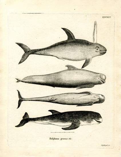 Species of Dolphins à École allemande, (19ème siècle)