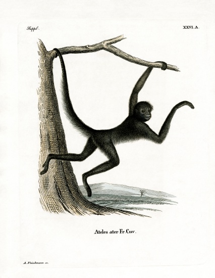 Spider Monkey à École allemande, (19ème siècle)