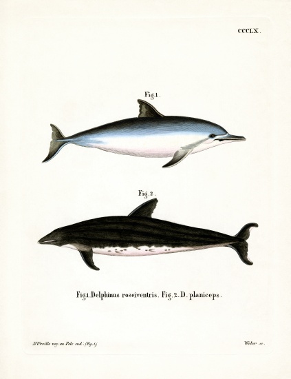 Spinner Dolphin à École allemande, (19ème siècle)