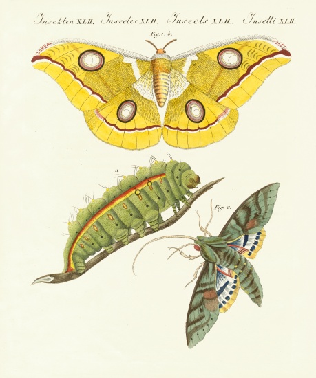 Splendid foreign butterflies à École allemande, (19ème siècle)