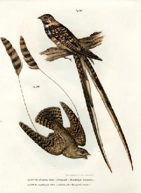 Standard-winged Nightjar