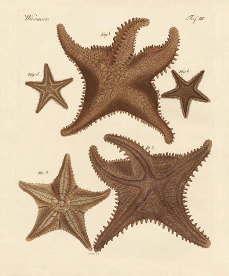 Starfish à École allemande, (19ème siècle)