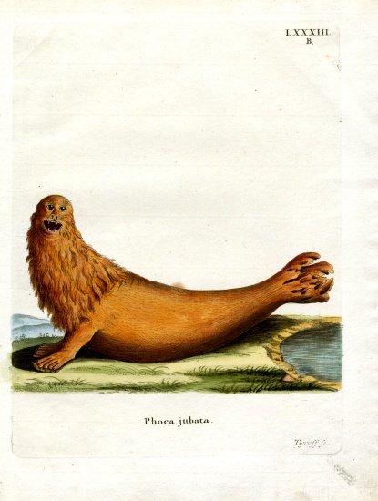 Steller Sea Lion à École allemande, (19ème siècle)