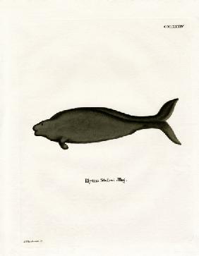 Steller's Sea Cow