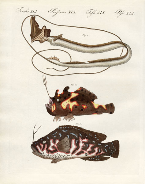 Strange fish à École allemande, (19ème siècle)