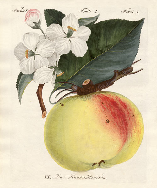 Strange fruits à École allemande, (19ème siècle)