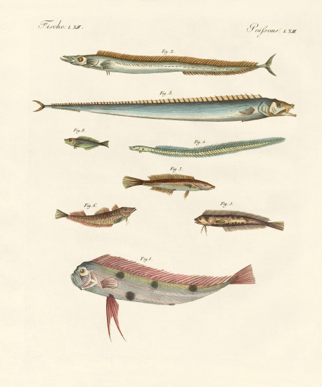 Strange and beautiful fish à École allemande, (19ème siècle)
