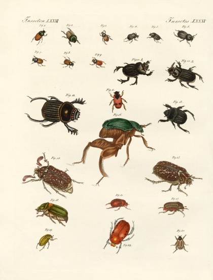 Strange beetles à École allemande, (19ème siècle)