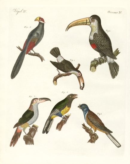 Strange birds à École allemande, (19ème siècle)
