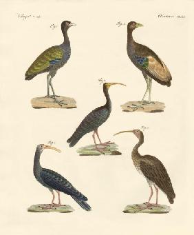 Strange Brasilian birds