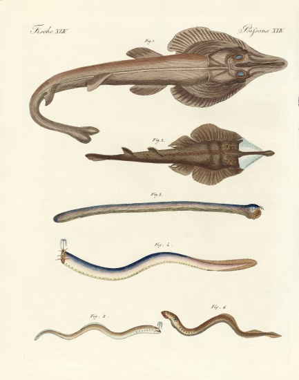 Strange cartilageous fish à École allemande, (19ème siècle)
