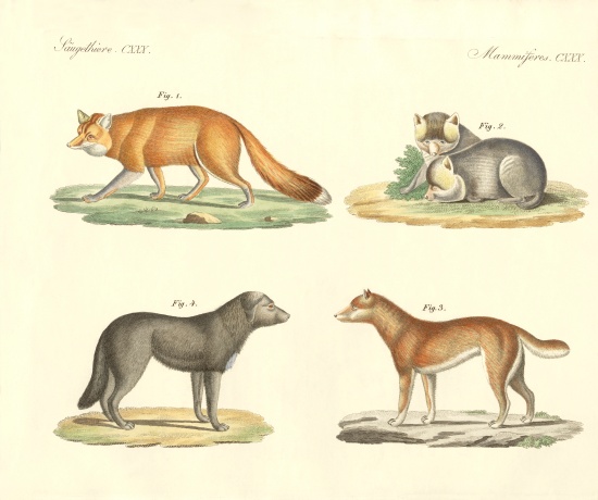 Strange dogs and foxes à École allemande, (19ème siècle)