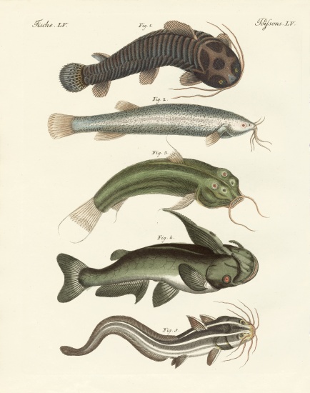 Strange fish à École allemande, (19ème siècle)