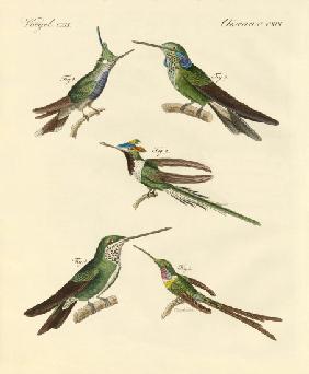 Strange hummingbirds