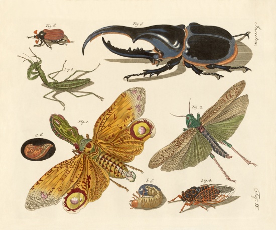 Strange insects à École allemande, (19ème siècle)