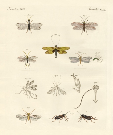 Strange insects à École allemande, (19ème siècle)