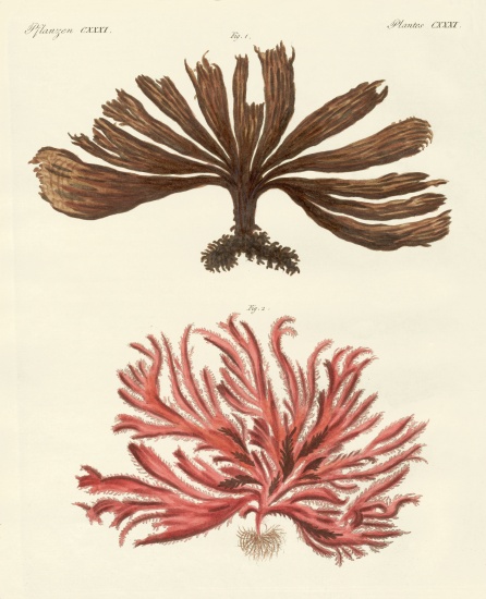 Strange kinds of seaweed à École allemande, (19ème siècle)