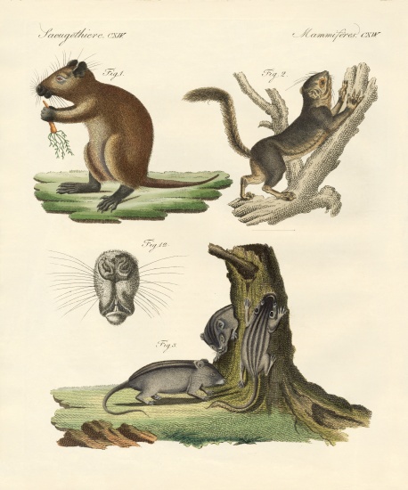 Strange mammals à École allemande, (19ème siècle)