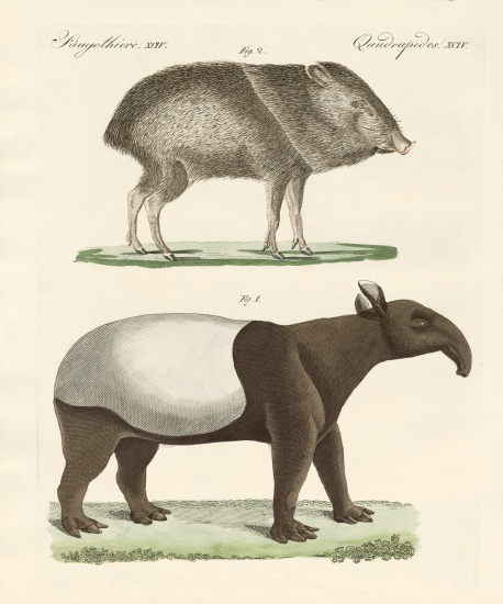 Strange mammals à École allemande, (19ème siècle)