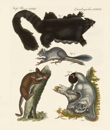 Strange marsupials à École allemande, (19ème siècle)