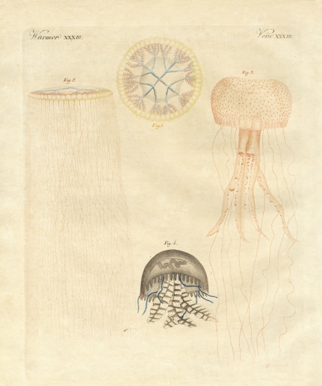 Strange medusas à École allemande, (19ème siècle)