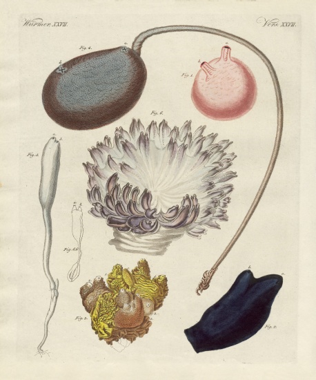 Strange molluscs à École allemande, (19ème siècle)