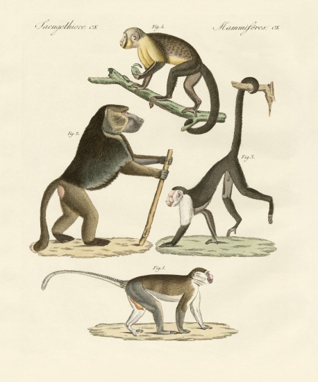 Strange monkeys à École allemande, (19ème siècle)