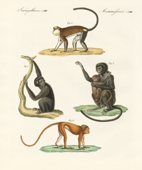 Strange monkeys à École allemande, (19ème siècle)
