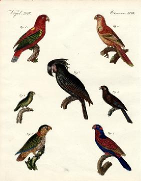 Strange parrots