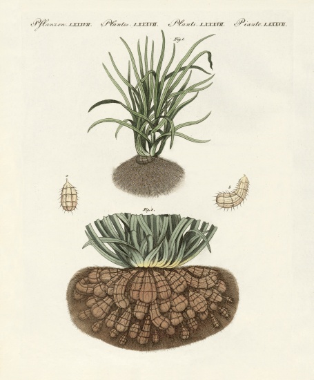Strange plants à École allemande, (19ème siècle)