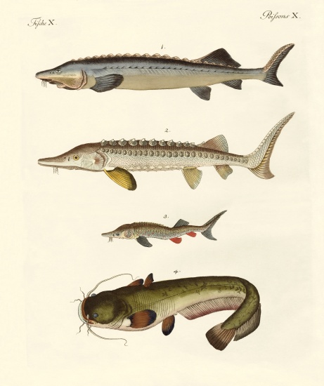 Strange river fish à École allemande, (19ème siècle)