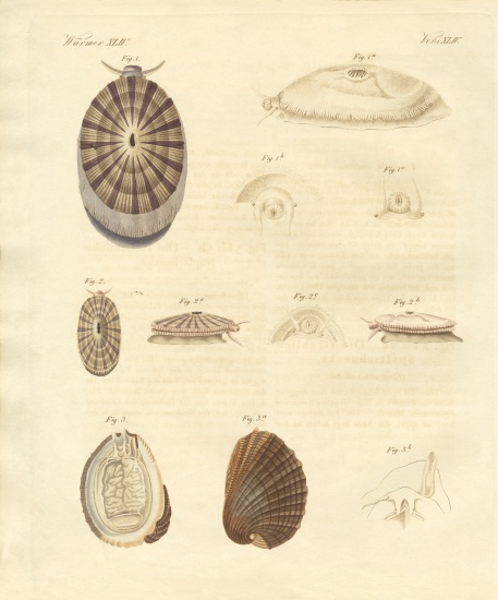 Strange snails à École allemande, (19ème siècle)